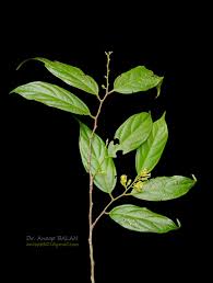 Image result for Leptonychia