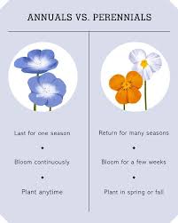 Here S The Difference Between Annuals And Perennials In 2020 Annuals Vs Perennials Flowers Perennials Best Plants For Shade