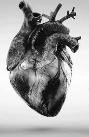 Black White Images Framed Print Black White Photo Of A Human Heart Picture Medical Pathology In 2020 Anatomical Heart Art Human Heart Drawing Heart Pictures