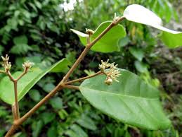 Image result for Dichapetalum