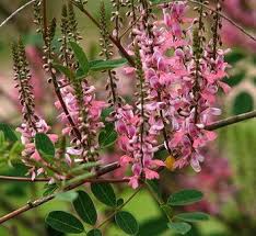 Image result for Indigofera wentzeliana