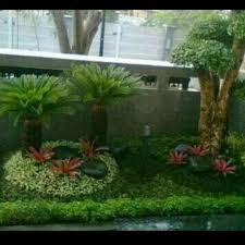 Sering disebut dengan dragon tree atau pohon naga, drasena drako sangat menarik untuk mengisi sudut taman. Jual Paket Taman Minimalis Tanaman Hias Minimalis Top Sale Jakarta Timur Taksa Official Tokopedia