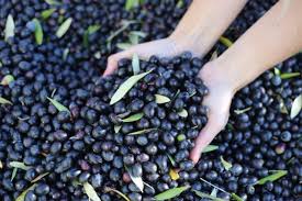 10 Fun Facts About Olives And Olive Oil Olive Harvest Fresh Olive Oil California Olive Oil