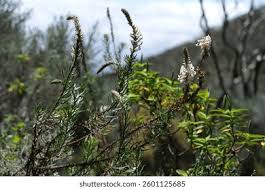 Image result for Hebenstretia