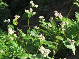 Image result for Fagopyrum esculentum