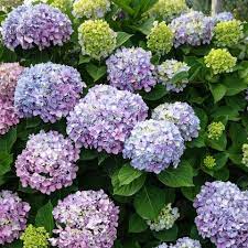 20 Beautiful Perennials That Ll Bloom In Your Garden Year After Year Perennials Best Perennials Easy Garden