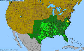 Image result for Dicliptera carvalhoi