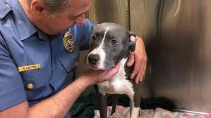 Find monmouth county, new jersey animal shelters, puppy dog and cat shelters, pet adoption centers, dog pounds, and humane societies. New Jersey Police Search For Suspect Who Left Dog To Drown Inside Cage Abc News