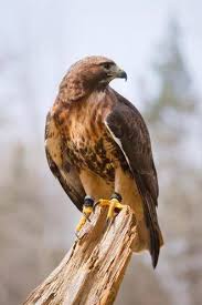 طيور زينه وحيوانات أليفه معلومات عن الصقور وانواعها لوصف طير جارح حجم جسمه متوسط وله ذيل طويل وأجنحته مدب بة طويلة من علامات بلوغ الصقر وجود لون أزرق رمادي على