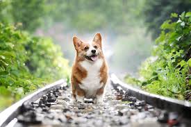 Want to support our channel? Pembroke Welsh Corgi Puppies For Sale Best Prices Online