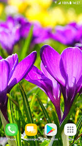 It needs evenly moist but not soggy soil to thrive. Beautiful Spring Flowers Fur Android Kostenlos Herunterladen Live Wallpaper Schone Fruhlingsblumen Fur Android