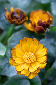Image result for Ranunculus volkensii