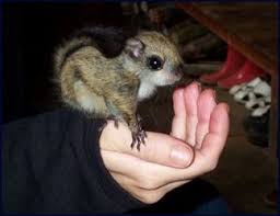 However, many use the term to include native species as well (e.g., snakes may sometimes be considered exotic as pets even in places where they are found in the wild). Exotic Pets Dog Fights Bird Fights In Japan Facts And Details