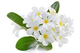 Plumeria Flower Meaning Flower Meanings Plumeria Flowers Plumeria