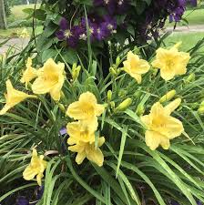 Blooms mid to late summer grows up to 4 feet tall Happy Returns Oakes Daylilies