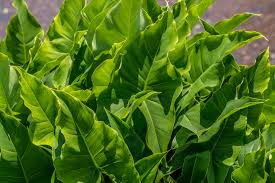 Image result for Loxogramme latifolia