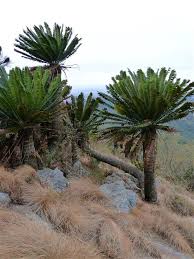 Image result for Encephalartos
