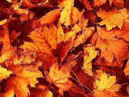 We did not find results for: Best Ideas About Fall Leaves Wallpaper On Pinterest Autumn 1300 1065 Fall Leaf Backgrounds 34 W Autumn Leaves Wallpaper Fall Leaves Background Fall Wallpaper
