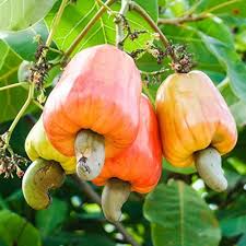 Image result for Anacardium