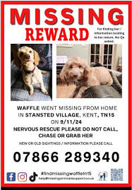 Please keep an eye out for this dog, credible sighting last night