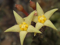 Image result for Piaranthus atrosanguineus