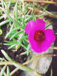 Ghadi Phool Mobile Photography Plants Flowers