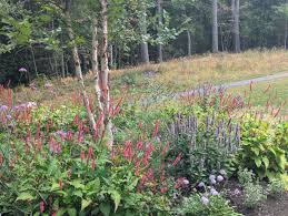 Image result for Aporrhiza paniculata