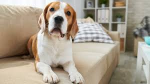 Hallo meine hündin hat vor eifersucht auf das sofa gepinkelt ich habe ein baby bekommen und sie hat auf seine decke gepinselt. 10 Dinge Die Hunde Gar Nicht Mogen Herz Fuer Tiere De