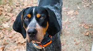 Android previously displayed this as an outlined blue check mark / blue tick. Spotted Dog Breeds 21 Different Pups With Spotted Coats