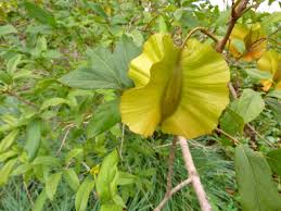 Image result for Combretum mkuzense