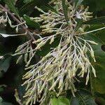 Image result for Brachylaena discolor