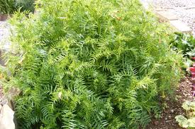 Image result for Stathmostelma pauciflorum