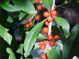 The black locust tree typically flowers heavily, and this is one of the things that makes the tree so popular as an ornamental. Native Trees For Missouri Landscapes
