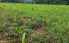 Resepi racun organik pertama yang ingin kami kongsikan hari ini adalah resepi yang paling mudah, selamat, dan murah. Racun Rumput Pada Tanaman Jagung Kampustani Com