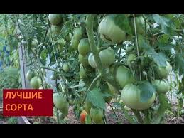 лучшие сорта томатов для теплиц из поликарбоната в беларуси Luchshie Sorta Tomatov 2018 Obzor Teplicy 255 18 07 18 Youtube