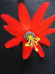 A string of my guitar! Passiflora Tacsonia Tropical Looking Plants Other Than Palms Palmtalk