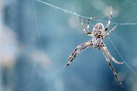 The american grass spider is a mostly white cephalothorax with distinctive yellow and black markings on the abdomen. Spiders Pest Control In Round Rock Tx Lynx Pest Control