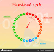 Vector Diagram Female Menstrual Cycle Phases Female Cycle