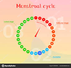 vector diagram female menstrual cycle phases female cycle