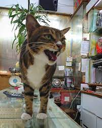 instagram instagram cats animals