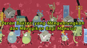 Bakteri yang menguntungkanbakteri yang menguntungkan bagi kehidupan manusia, antara lain,sebagai berikut.1) rhizobium bersimbiosis pada akar leguminosarum untuk mengikatnitrogen.2) azotobacter hidup di dalam tanah dan dapat mengikat nitrogensehingga dapat menyuburkan tanah.3). Peran Bakteri Yang Menguntungkan Dan Merugikan Bagi Manusia