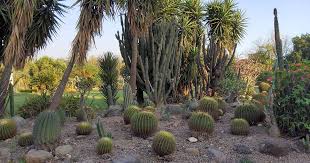 Image result for Xerophyta zimbabwensis