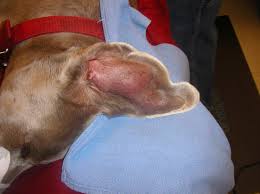 With a dog or cat ear hematoma, natural treatment might be possible but veterinary treatment can prevent long, uncomfortable healing time. Help My Dog S And Rarely Cat S Ear Flap Is Hot And Huge By Dr Sarah Martin Park Road Veterinary Clinic