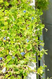 Image result for Parochetus