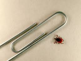 90% for a complete feed. What Are The Chances That Tick Gave You Lyme Disease Shots Health News Npr