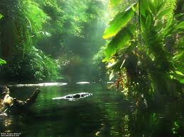 Jungle Juice Beautiful Nature Nature Wallpaper Amazon Rainforest