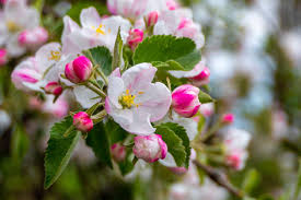 It has large, black fruit. Fruit Tree Pollination Suffolk Fruit And Trees The Fruit Tree Specialists