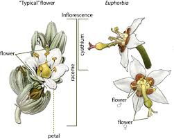 Image result for Euphorbiaceae