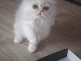 2 Aylik Disi Iran Kedisi Kedi Satis
