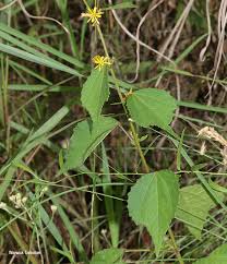 Image result for Triumfetta pentandra